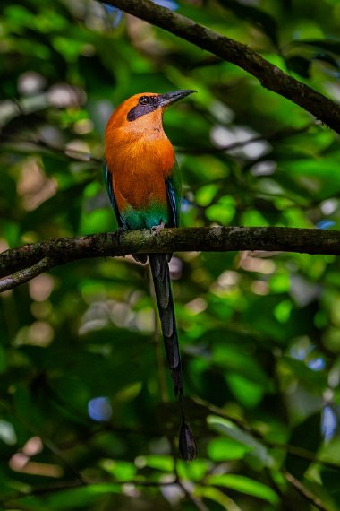 118 Rio Celeste, rosse motmot.jpg